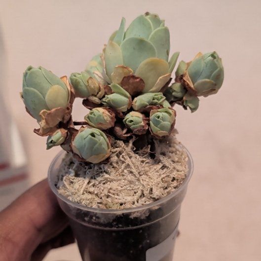 Photo of the plant species Mountain Rose by @HotPeony85 named Rosalia on Greg, the plant care app