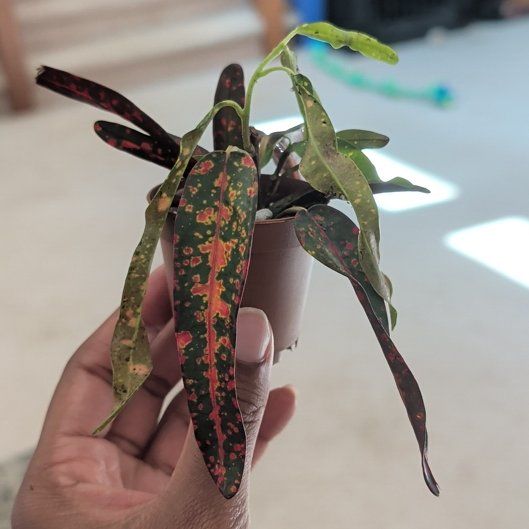 Photo of the plant species Bush on Fire Croton by @HotPeony85 named Xena on Greg, the plant care app