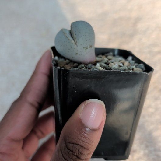 Photo of the plant species Split Rock Succulent by @HotPeony85 named Fanny on Greg, the plant care app
