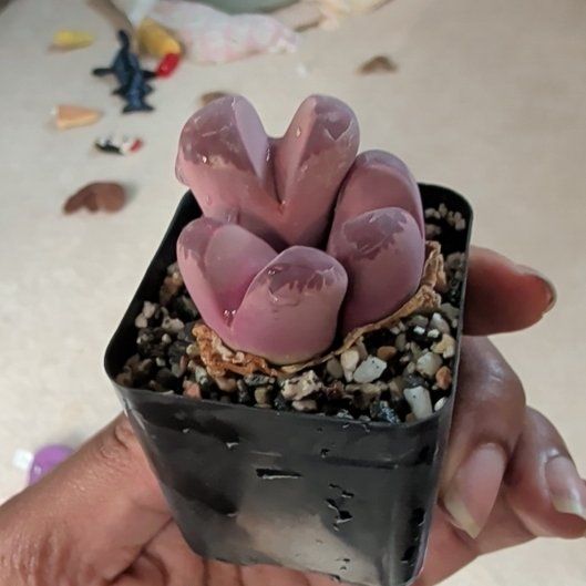 Photo of the plant species Rubra Lithops by @HotPeony85 named Red on Greg, the plant care app