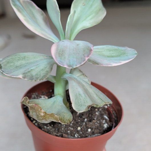 Photo of the plant species Echeveria Decora Variegata by @HotPeony85 named Marlie on Greg, the plant care app
