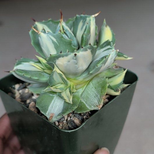Photo of the plant species Agave 'Ohi Raijin Shiro Nakafu' by @HotPeony85 named Ada on Greg, the plant care app