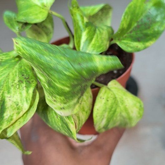 Photo of the plant species Neon Queen Pothos by @HotPeony85 named Madonna on Greg, the plant care app