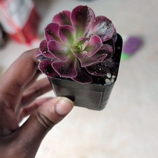 Photo of the plant species Aeonium Medusa by @HotPeony85 named Rainier on Greg, the plant care app