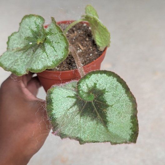 Photo of the plant species Rex Begonia 'Escargot' by @HotPeony85 named Honhonhon on Greg, the plant care app