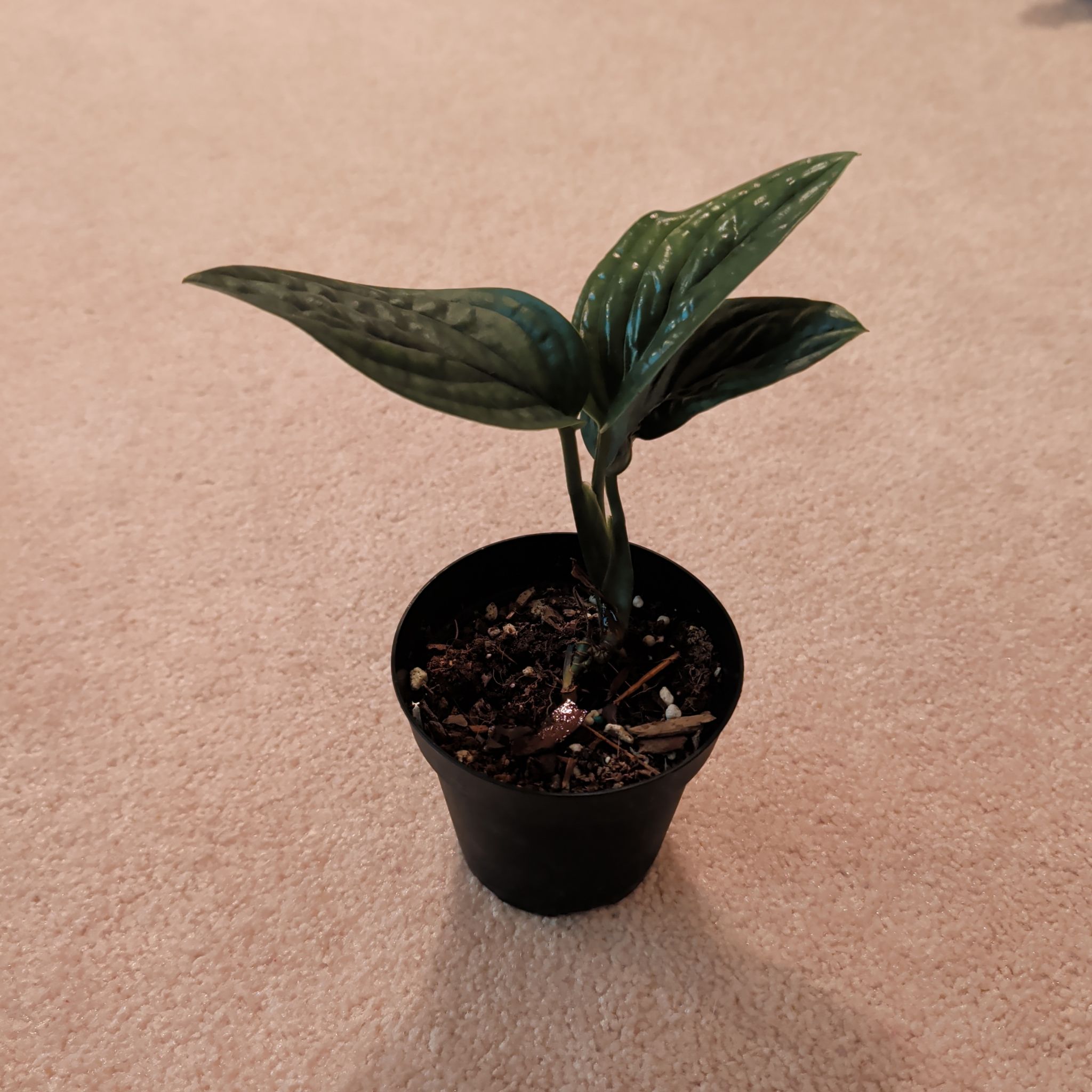 Photo of the plant species Variegated Monstera Peru by @HotPeony85 named Kylie on Greg, the plant care app