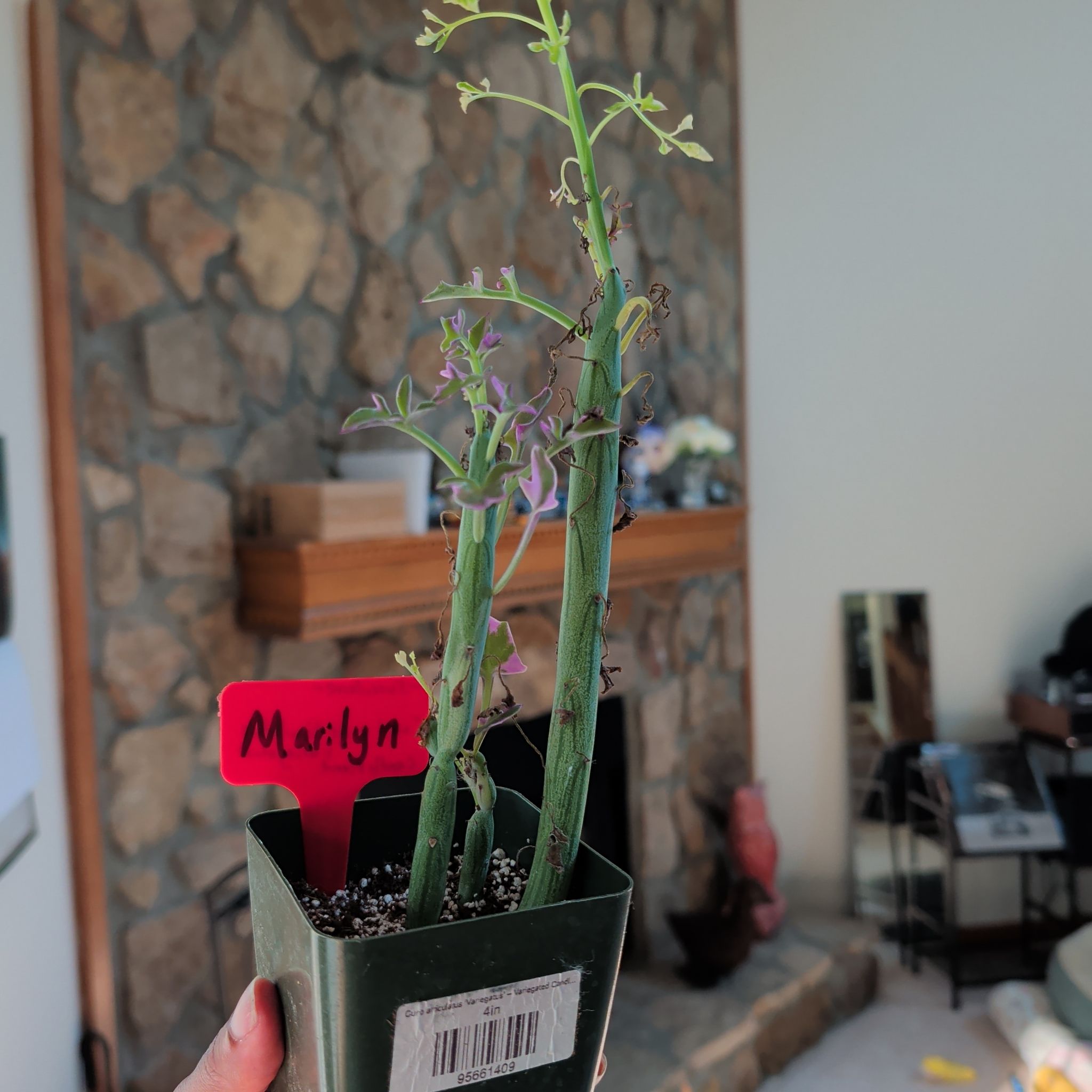 Photo of the plant species Candle Plant by @HotPeony85 named Marilyn on Greg, the plant care app