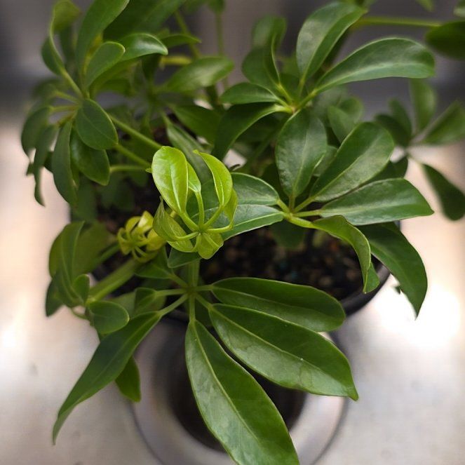 Photo of the plant species Mexican Orange Blossom by @RadCentaury83 named Hawaiian Umbrella on Greg, the plant care app
