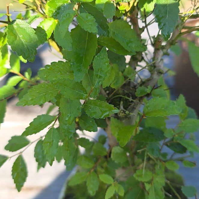 Photo of the plant species Siberian Elm by @RadCentaury83 named Robert Plant on Greg, the plant care app