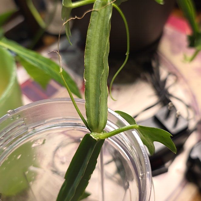 Photo of the plant species Adamant Creeper by @RadCentaury83 named Gates on Greg, the plant care app