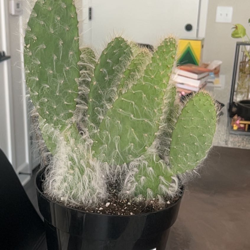 Photo of the plant species Prickly pear snow by @FunBookaloe23 named Austen on Greg, the plant care app