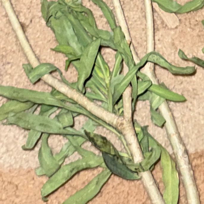 Photo of the plant species Jersey Cudweed by @FunFittonia59 named Denali on Greg, the plant care app