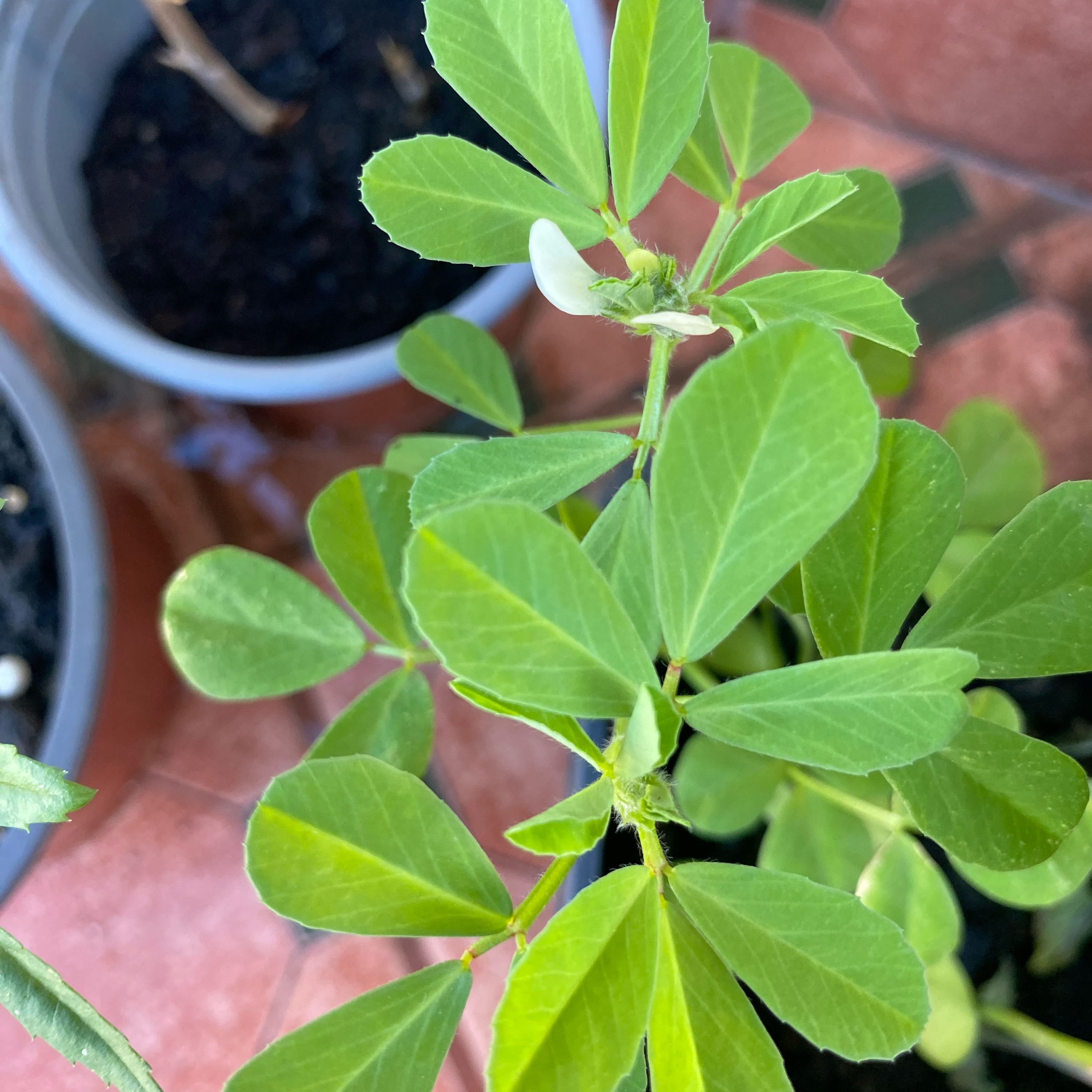 Photo of the plant species Broad Bean by @AvidKowhai20 named Tupot amaroot on Greg, the plant care app