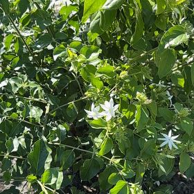 Photo of the plant species Downy Jasmine by @RadJuniper66 named Delilah on Greg, the plant care app