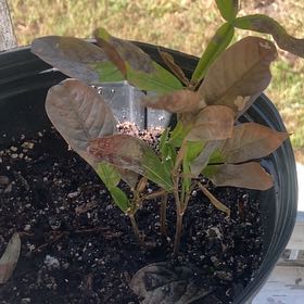 Photo of the plant species Icecream bean by @MoneyedJade48 named Mando on Greg, the plant care app
