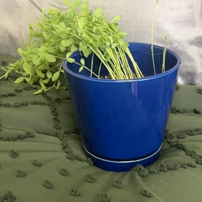 Photo of the plant species Annual Sweet Pea by @BullishAster75 named Leonard on Greg, the plant care app
