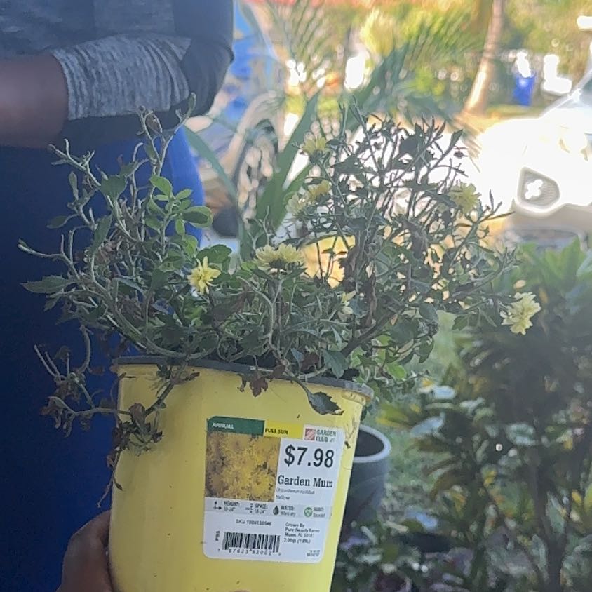 Photo of the plant species Chrysanthemum by @GemDuwei19 named Oscar on Greg, the plant care app