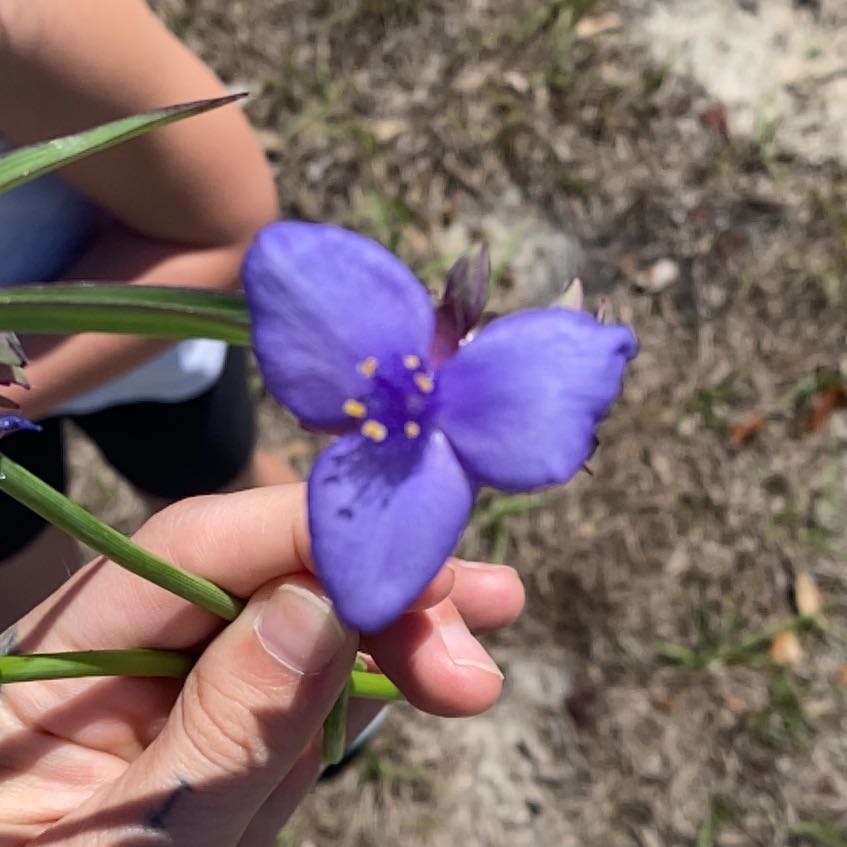 Photo of the plant species Ohio Spiderwort by @AffableAlbo8 named Bigleef Smalls on Greg, the plant care app