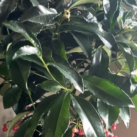 Photo of the plant species Christmas Berry by @WarmShadscale13 named Homer on Greg, the plant care app