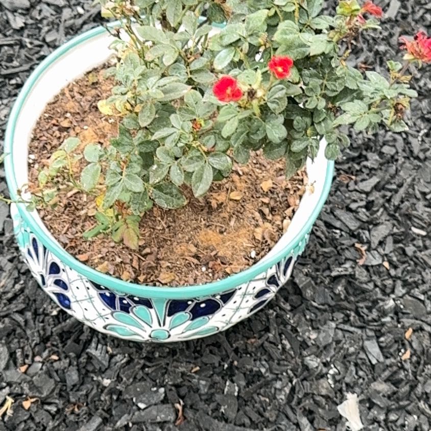 Photo of the plant species Petite Knock Out® Rose by @PractisedWeed88 named Lavender on Greg, the plant care app