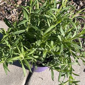 Photo of the plant species Munstead Lavender by @PlantZZ named The Lavendar Ladies on Greg, the plant care app