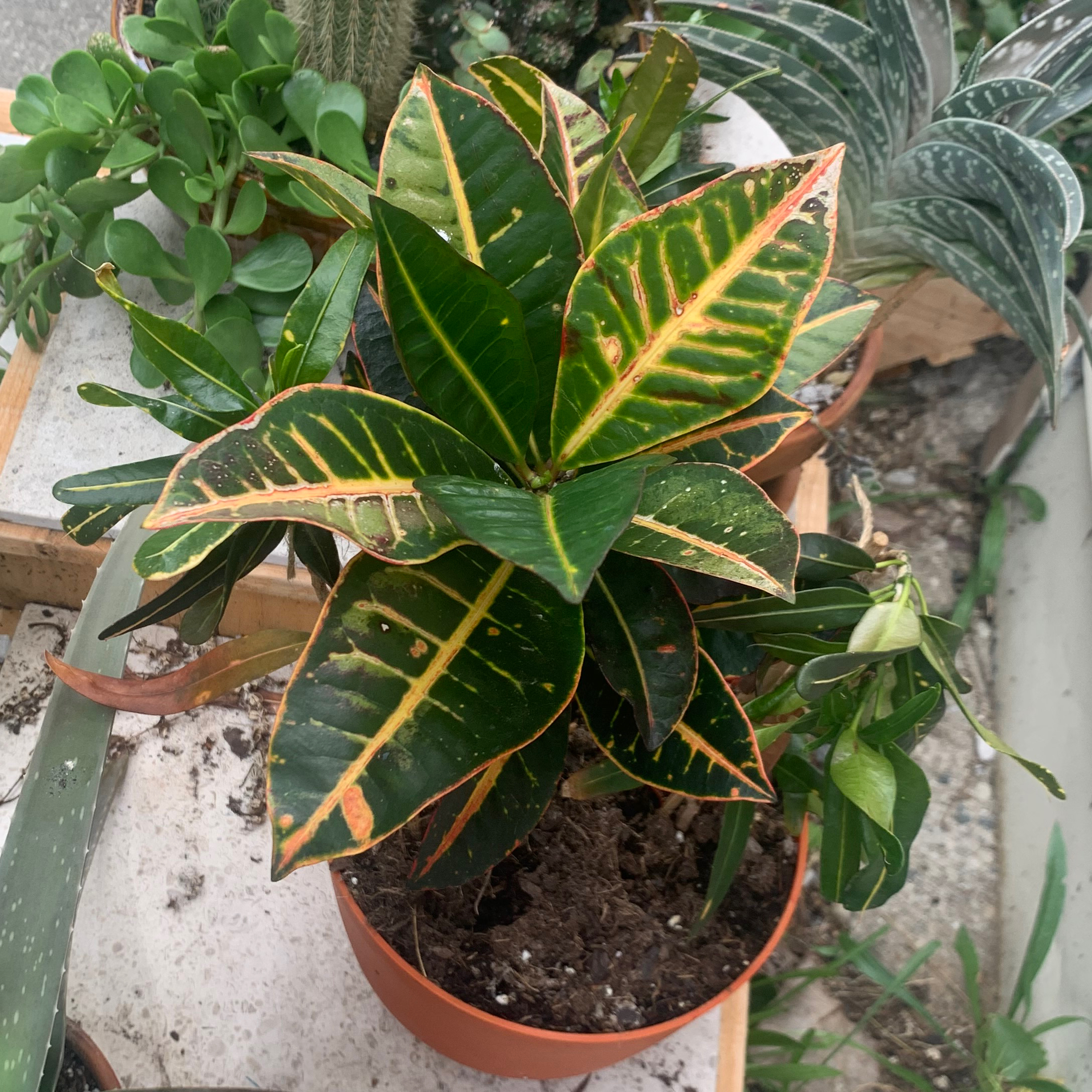Croton Mammy plant with vibrant, multicolored leaves in a pot. Soil is visible.
