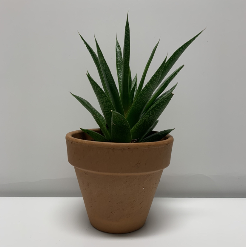 Gasteraloe 'Flow' plant in a terracotta pot, healthy with no visible discoloration.