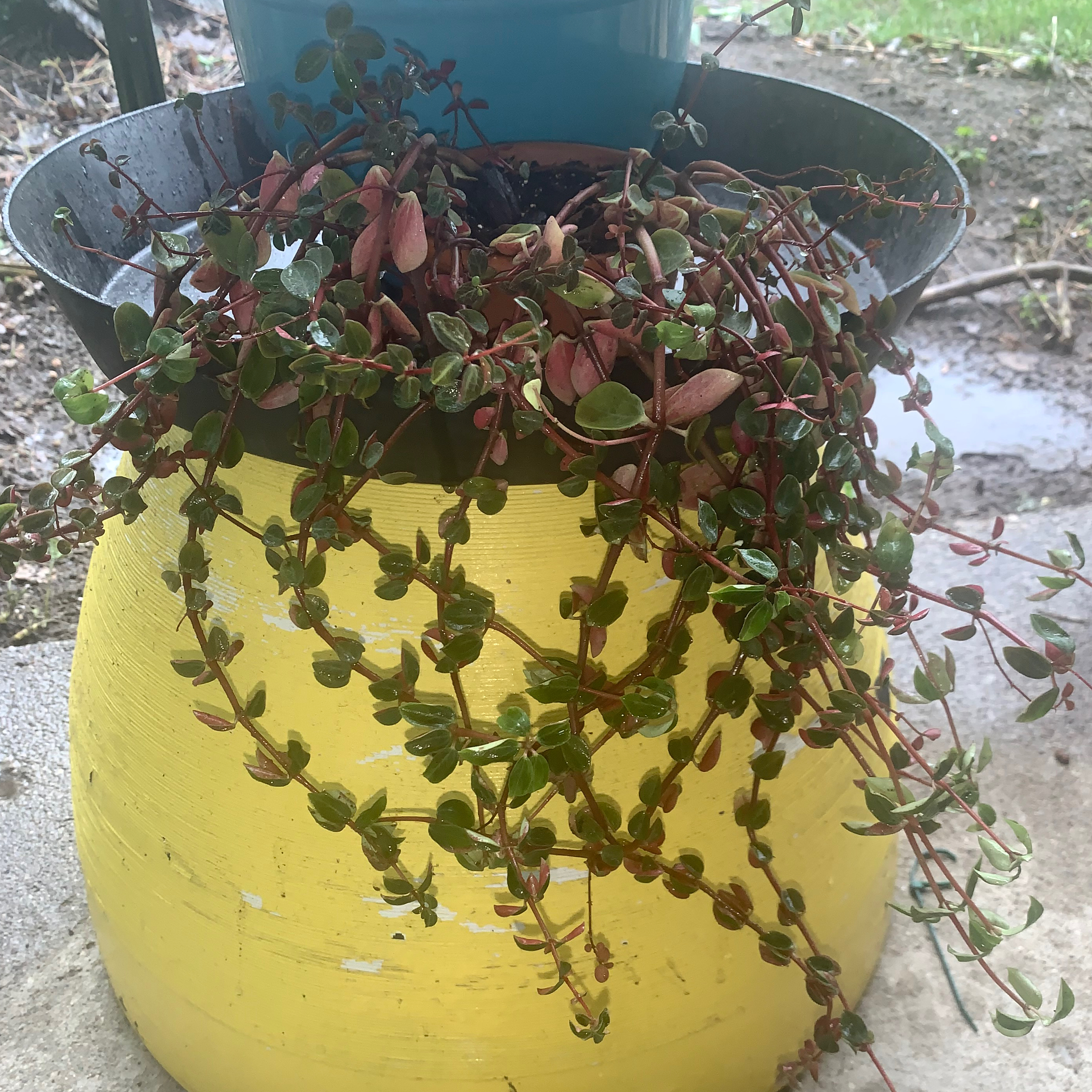 Peperomia Red Log plant in a yellow pot with some yellowing and browning leaves.