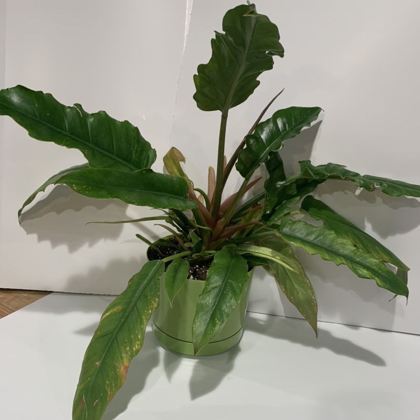 Tiger Tooth Philodendron in a pot with some yellowing and browning leaves.
