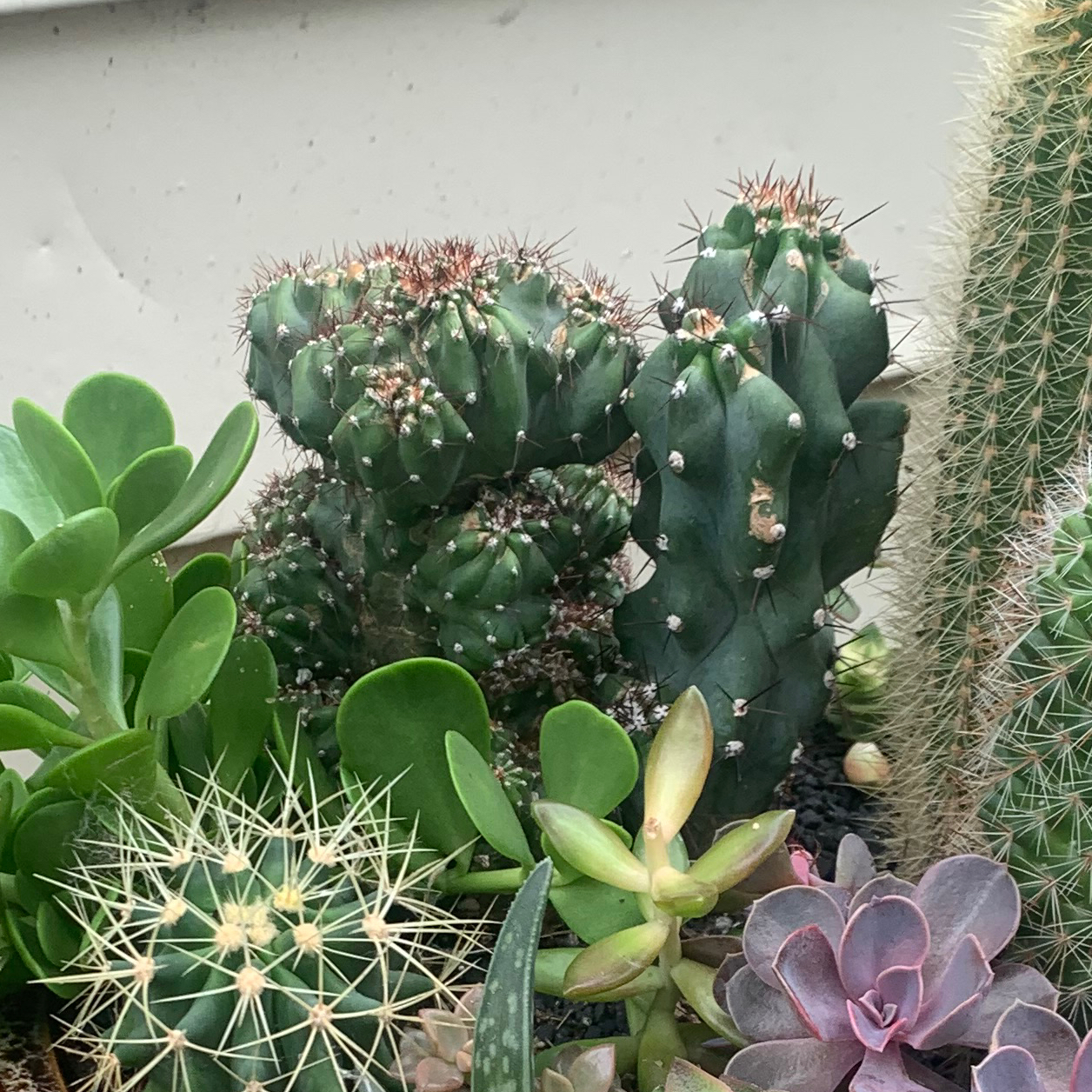 Photo of the plant species Cereus peruvianus 'Paolina' by @Candiss named Cactus on Greg, the plant care app