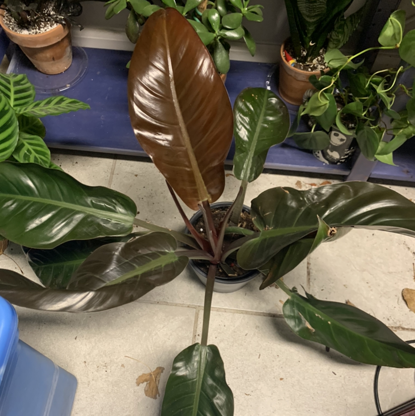 Philodendron 'Imperial Red' plant with large, glossy leaves in a pot.