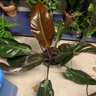 Philodendron 'Imperial Red' plant in Somewhere on Earth