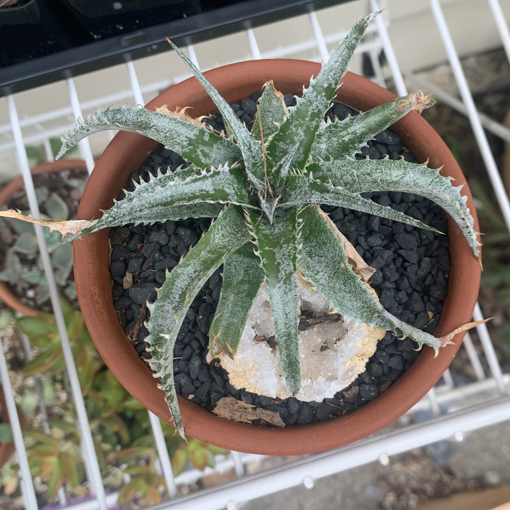 Photo of the plant species White Dyckia by @Candiss named Dyckia Marnier Lapostollei on Greg, the plant care app