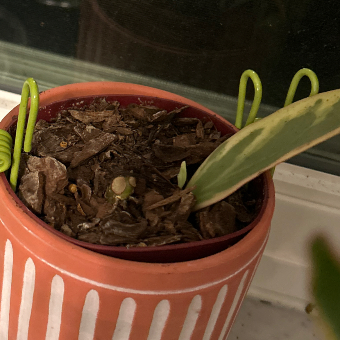 Spike Leaves