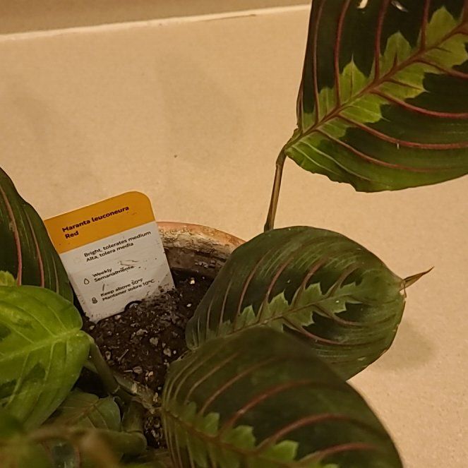 Photo of the plant species Red prayer by @BigwigFrithia93 named Dolores on Greg, the plant care app