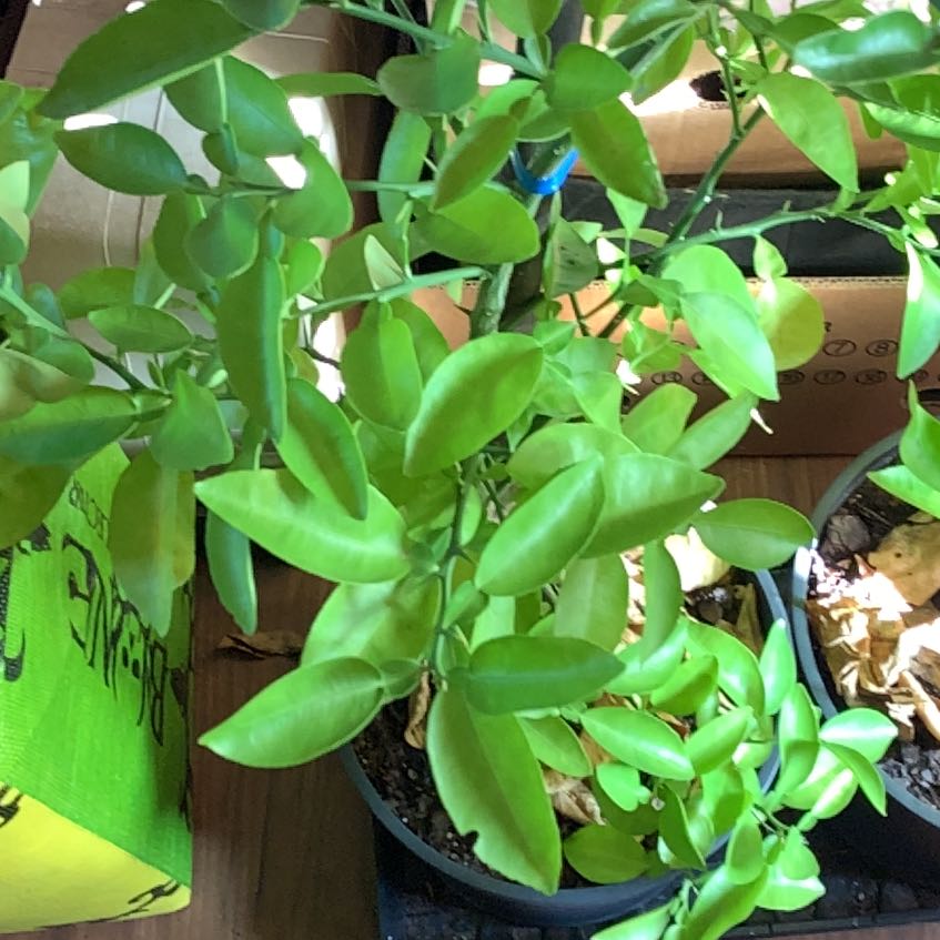 Photo of the plant species Grapefruit Tree by @BigheartedSalsa named Harper on Greg, the plant care app