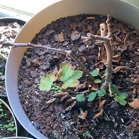 Photo of the plant species Fig by @BigheartedSalsa named Cleopatra on Greg, the plant care app