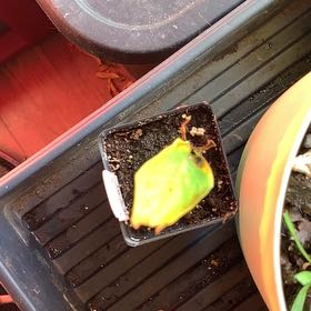 Photo of the plant species Japanese Banana by @BigheartedSalsa named Zeus on Greg, the plant care app