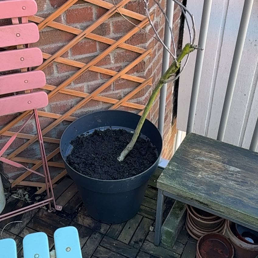 Photo of the plant species Weeping Wisteria by @QuickKoa88 named blue monday on Greg, the plant care app