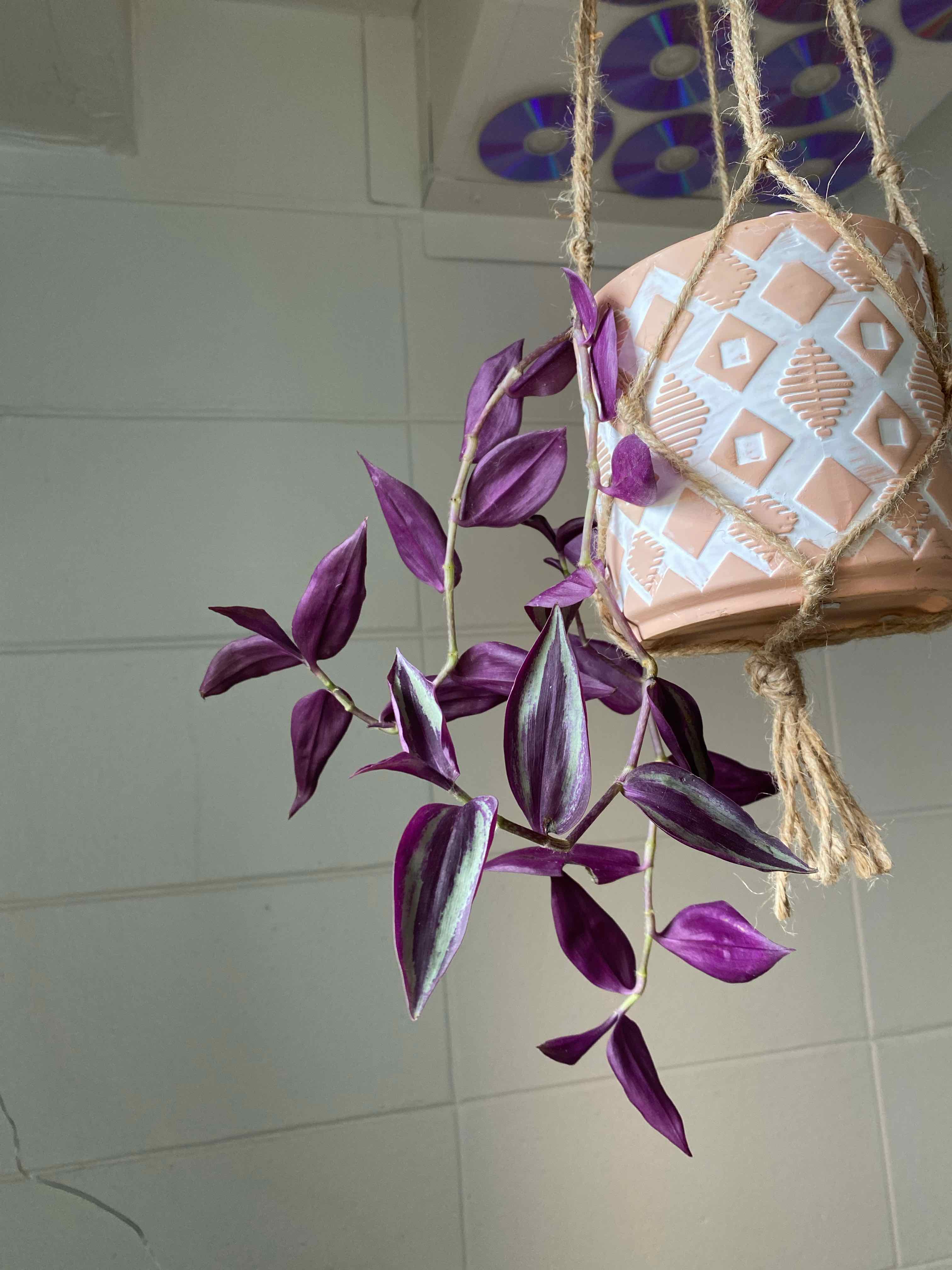 Wandering Dude 'Burgundy' plant in a hanging pot with vibrant purple leaves.