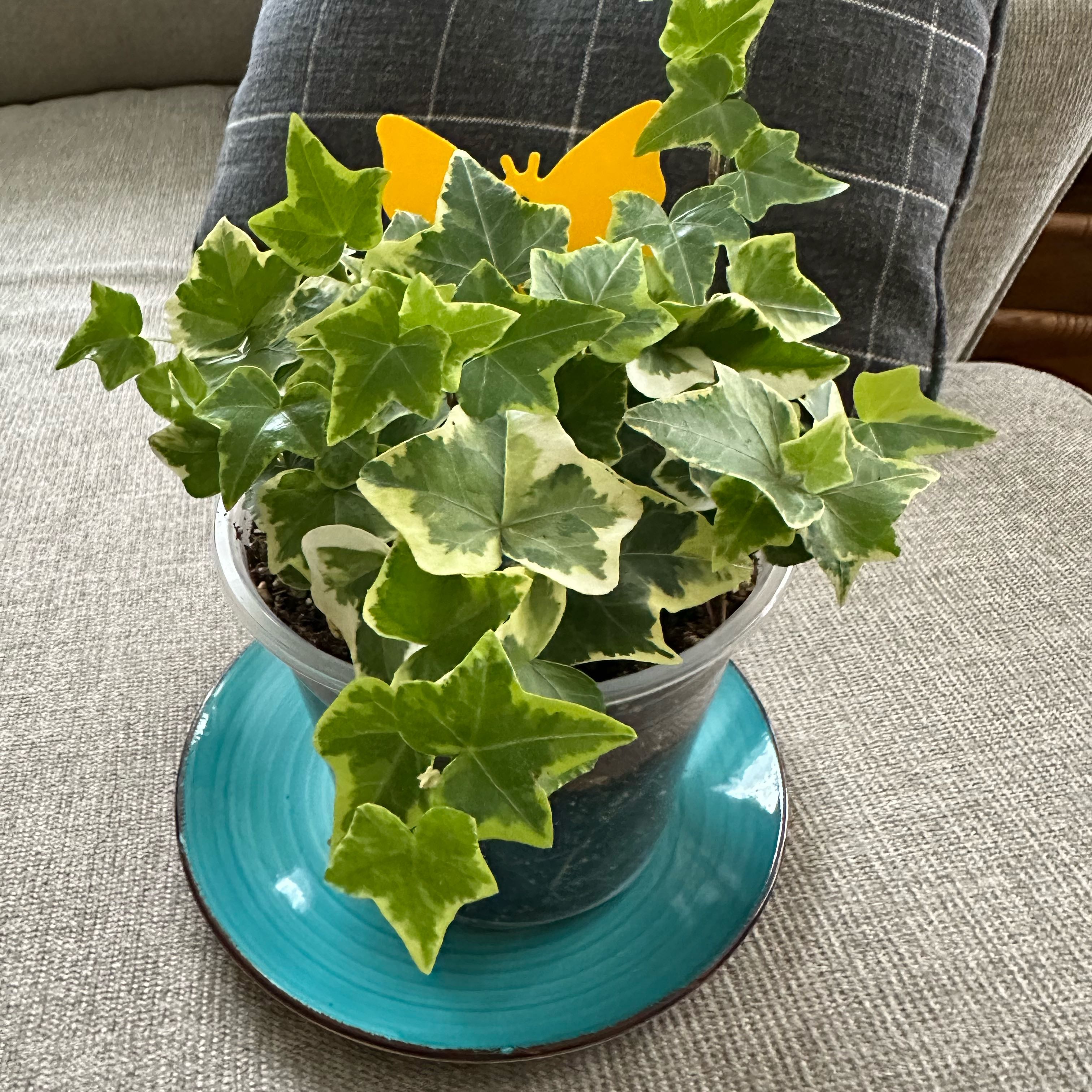 Photo of the plant species English Ivy 'Goldchild' by @EthicalDamsii76 named Marilyn on Greg, the plant care app