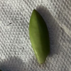 Photo of the plant species Black Mangrove by @AdmiredCorrea58 named Harmony on Greg, the plant care app
