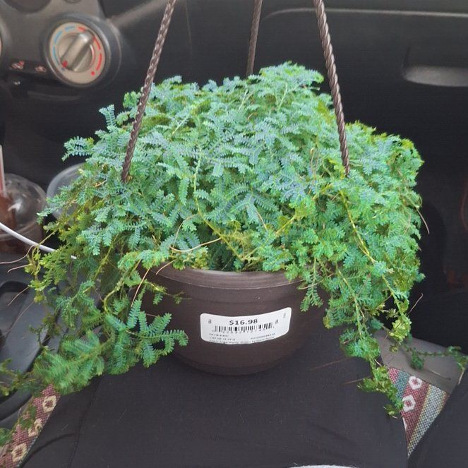 Plant care for Rainbow moss, Peacock fern on Greg, the plant care app