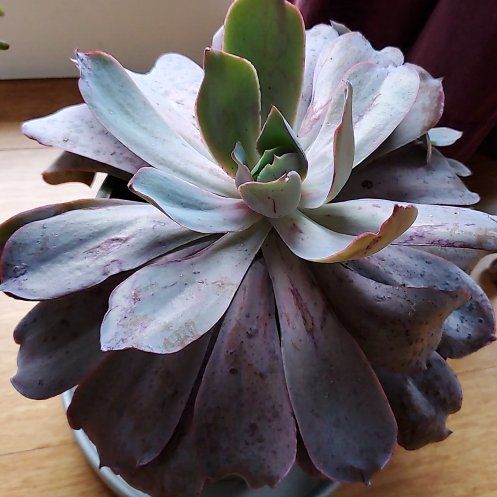Photo of the plant species Echeveria by @Roobie named Galaxia on Greg, the plant care app