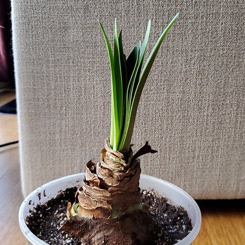 Photo of the plant species White Amaryllis by @Roobie named Amara Blanche on Greg, the plant care app
