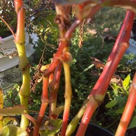 Photo of the plant species Expanded Lobsterclaw by @AdeptMint89 named Cleopatra on Greg, the plant care app