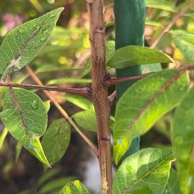 Photo of the plant species winged sumac by @AdeptMint89 named Osmo on Greg, the plant care app