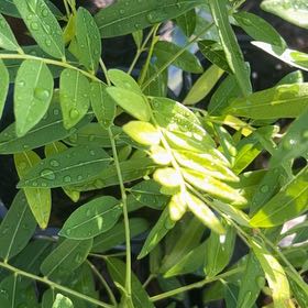 Photo of the plant species Japanese Pagoda Tree by @AdeptMint89 named Hamilton on Greg, the plant care app