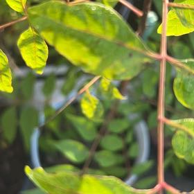 Photo of the plant species winged sumac by @AdeptMint89 named Sanders on Greg, the plant care app