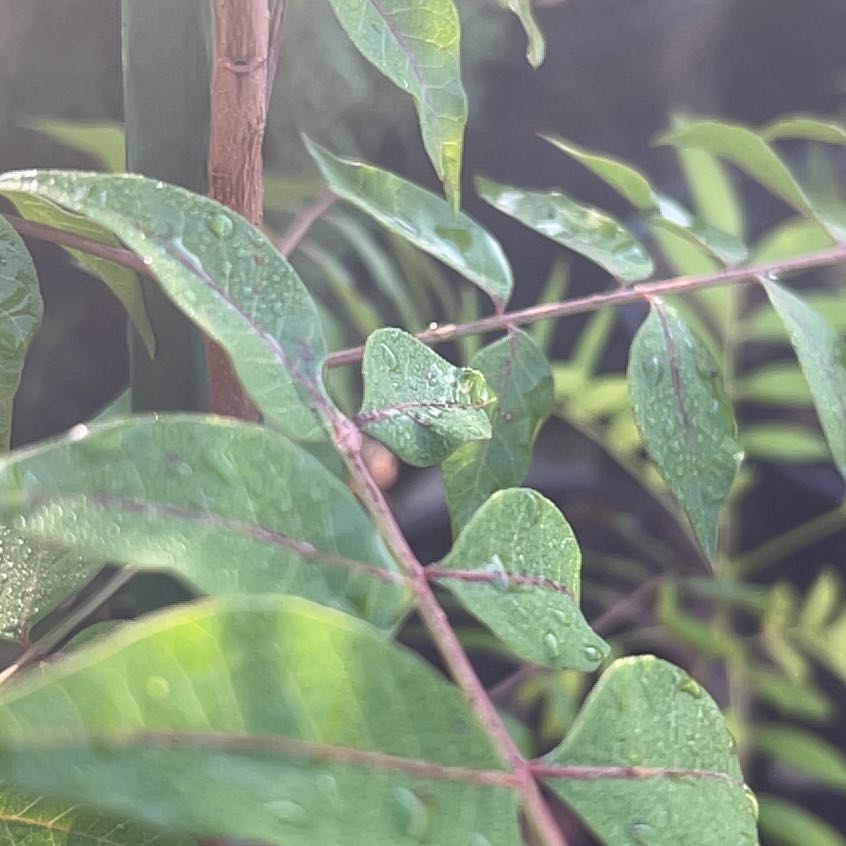 Photo of the plant species Wonga Wonga Vine by @AdeptMint89 named Leonardo on Greg, the plant care app